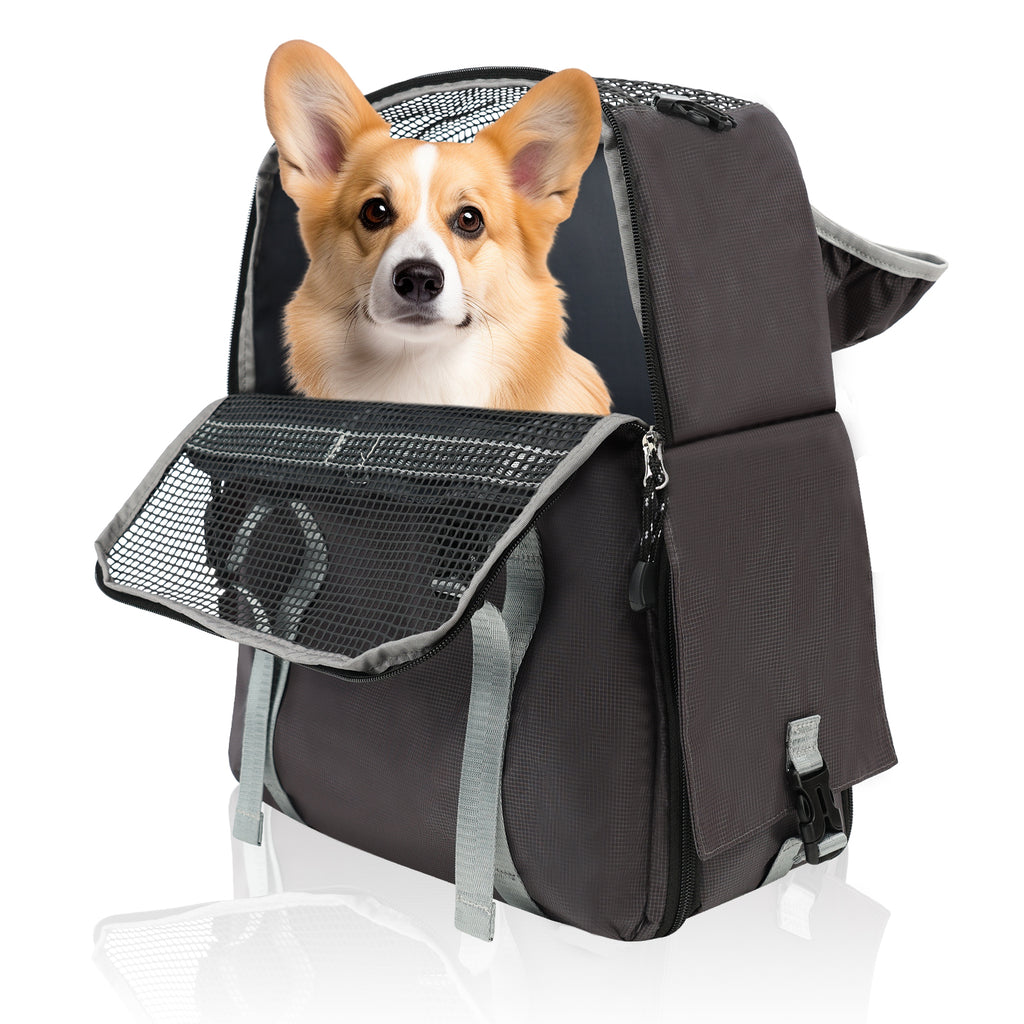 Dog carrier with a corgi inside on a white background